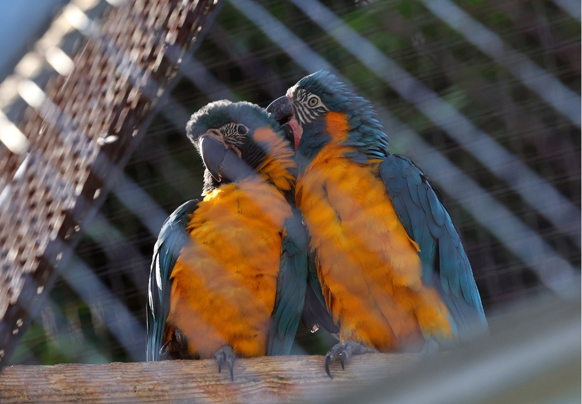 Neixen dues cries de guacamai gorjablau al Zoo de Barcelona, una espècie en perill "crític" d'extinció