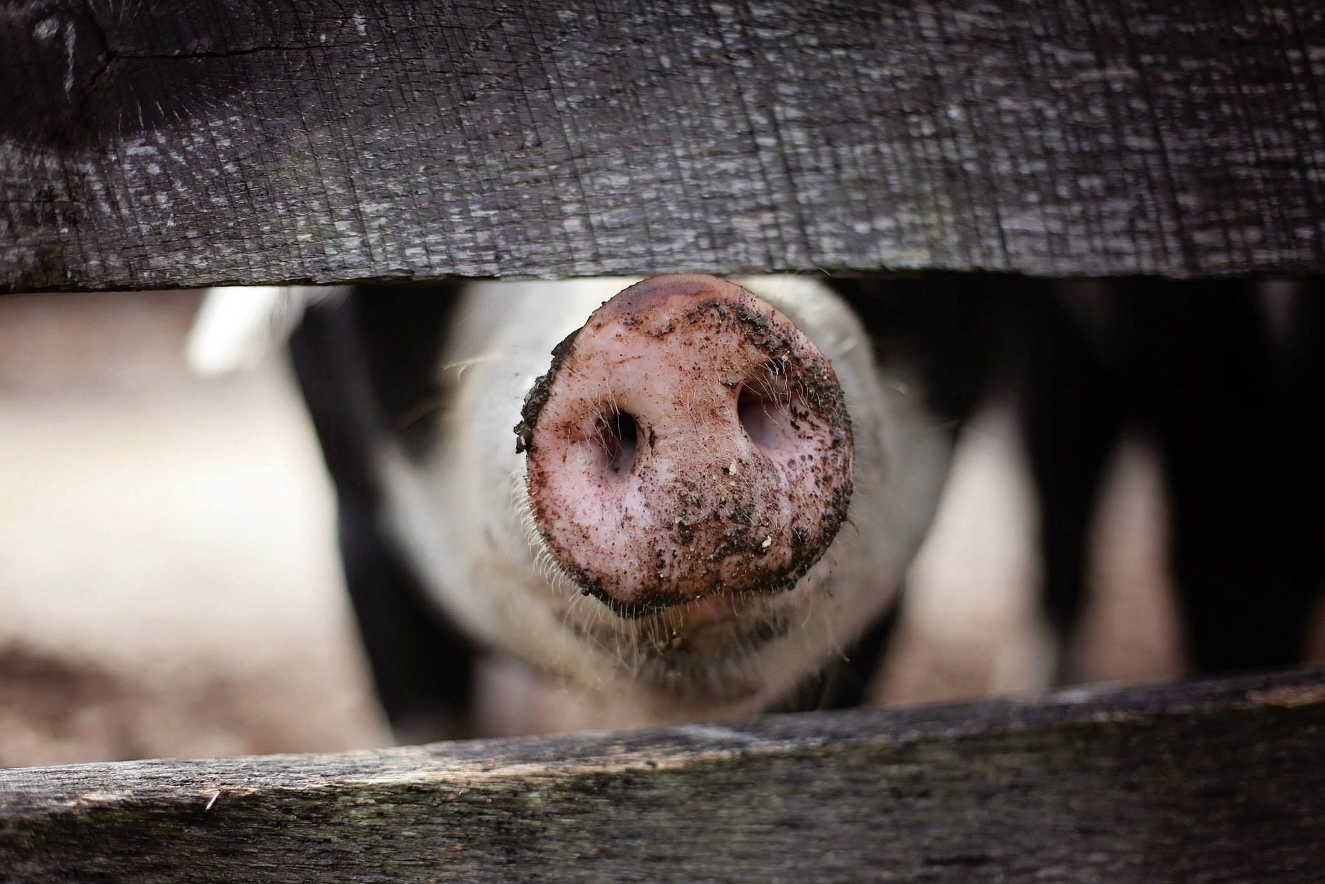 Confirman el primer caso de gripe porcina en seres humanos del Reino Unido