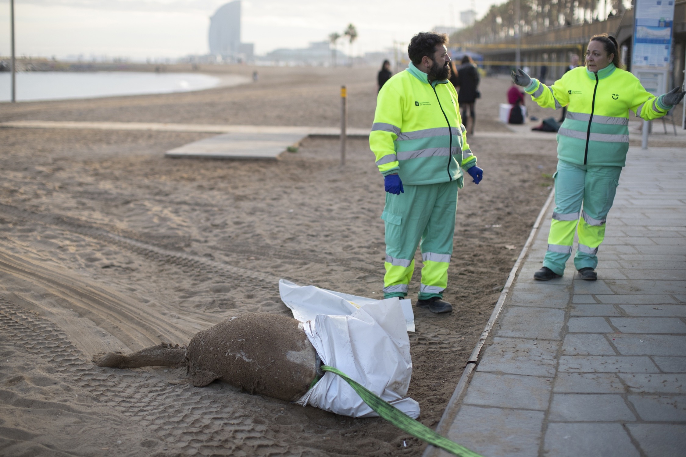 Aparece un delfín muerto en la playa del Somorrostro de Barcelona