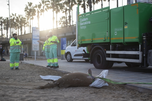 dofi mort platja barcelona foto marta perez efe dofi mort platja barcelona foto marta perez efe