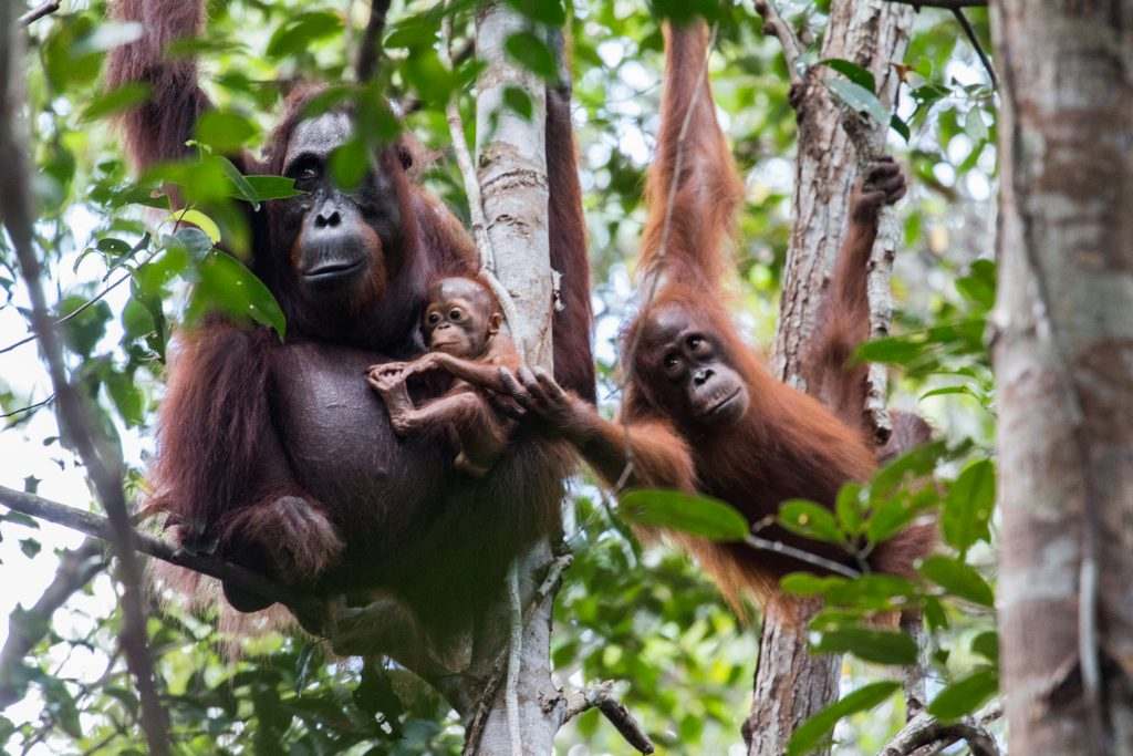 El Zoo de Barcelona impulsa la conservación del hábitat natural del  orangutan de Borneo