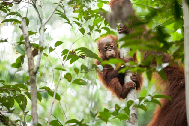 orangután de borneo zoo barcelona foto Andrew Walmsley BNF (2)