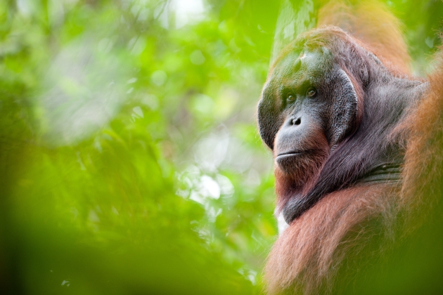 orangutan de borneo zoo barcelona foto Andrew Walmsley BNF (3)