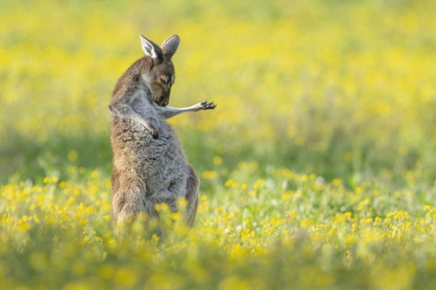 canguro tocando guitarra comedy wildlife photo awards Jason Moore