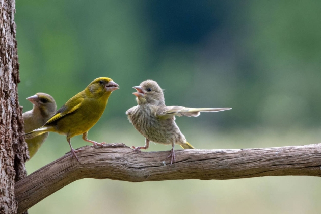 Discussio entre pájaros comedy wildlife photo awards JACEK STANKIEWICZ