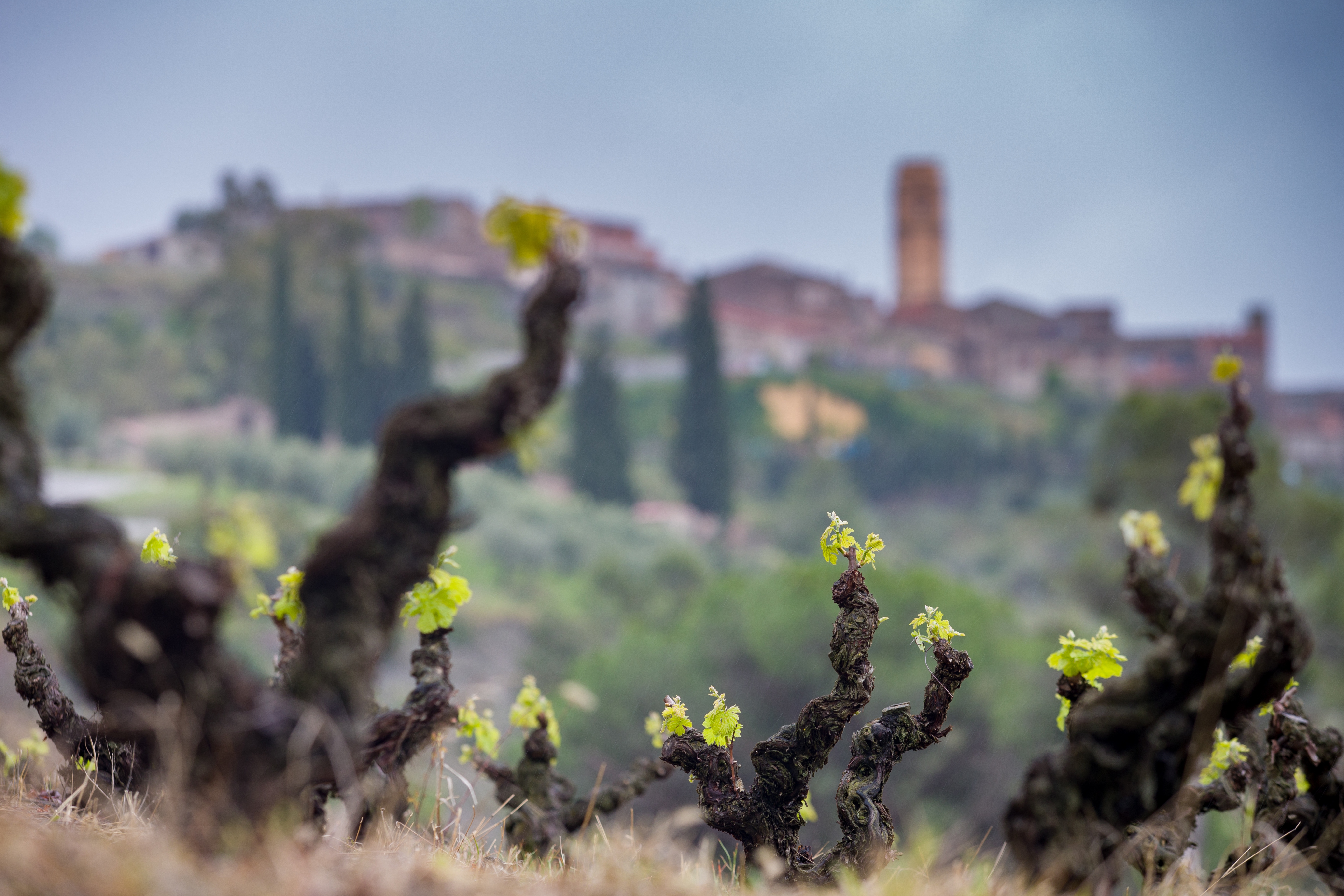 El vi DOQ Priorat, una joia única a Catalunya de tradició mil·lenària