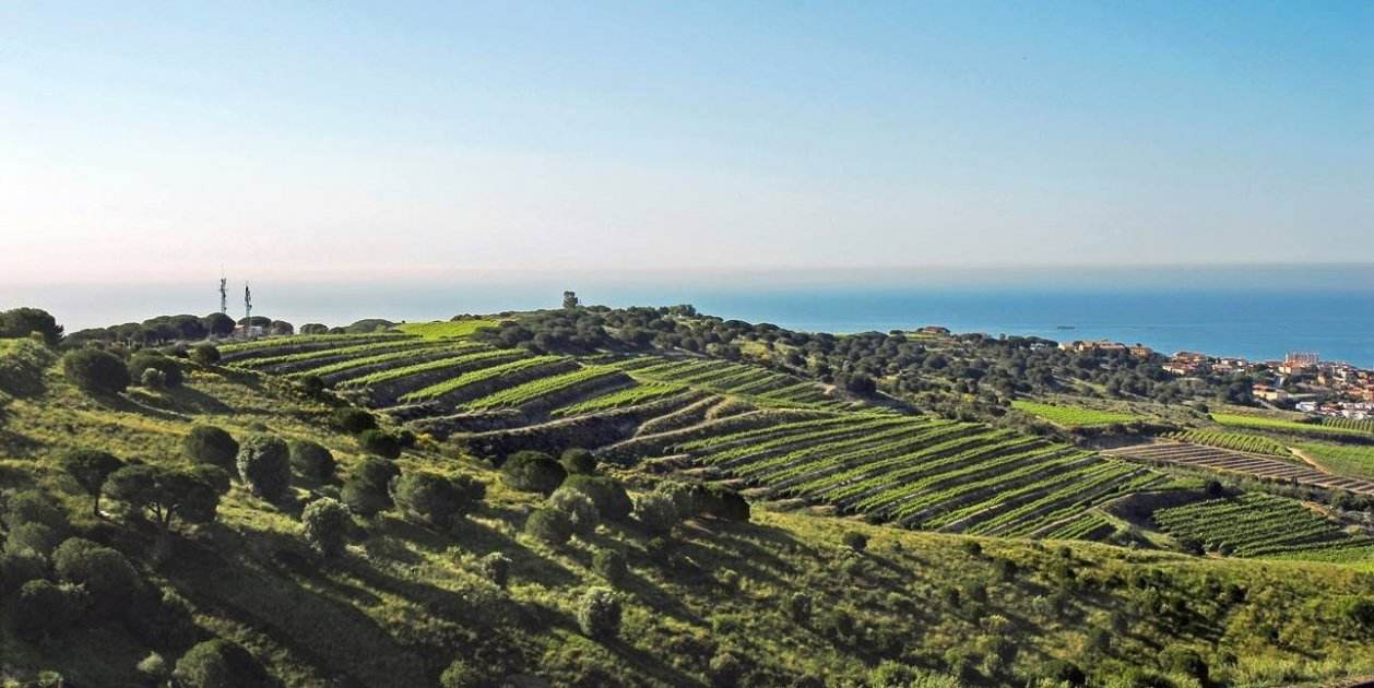 Los vinos de la DO Alella: aliento Mediterráneo