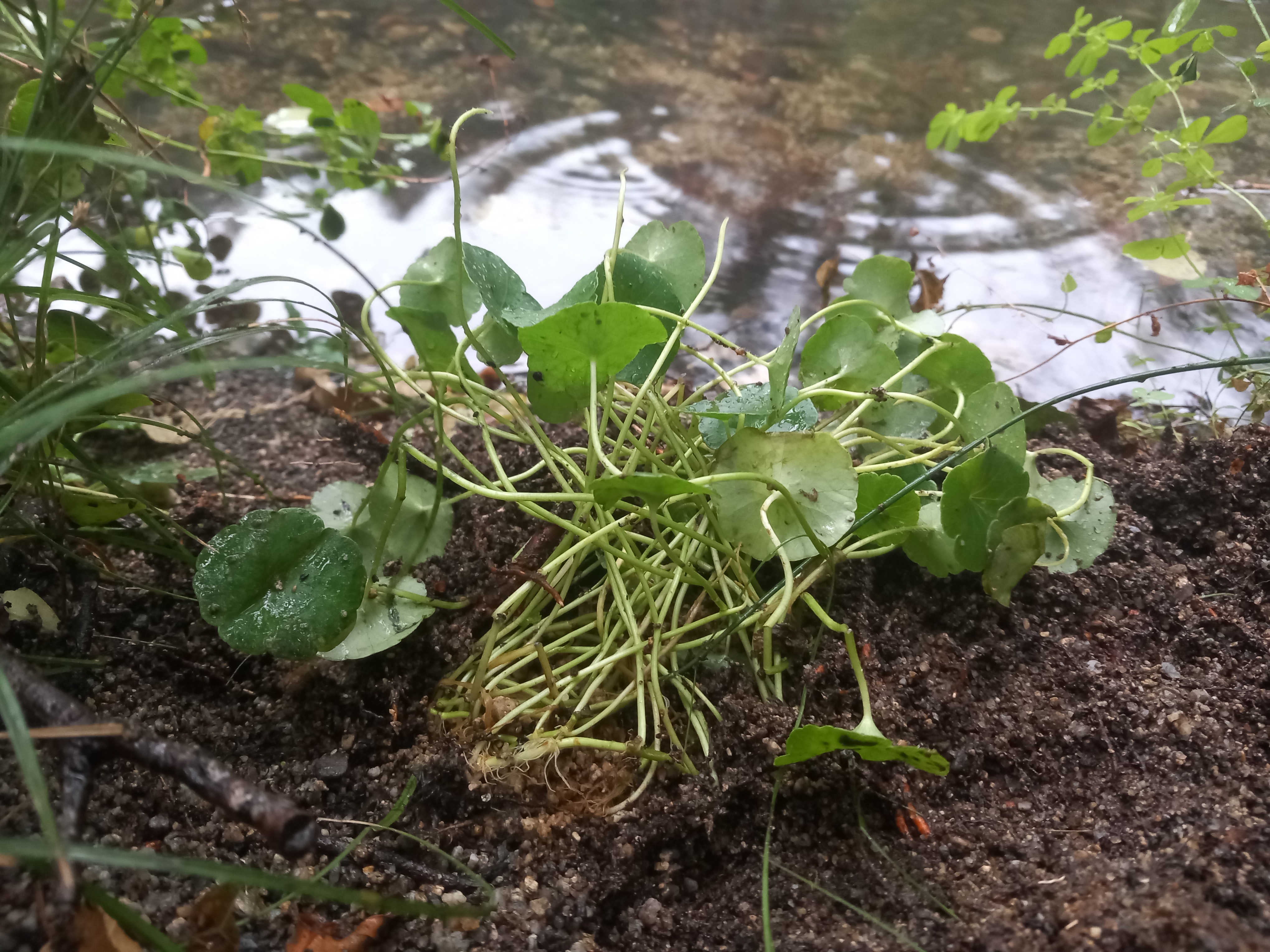 El sombrero de agua: una planta en peligro de desaparición que se empieza a recuperar en Catalunya