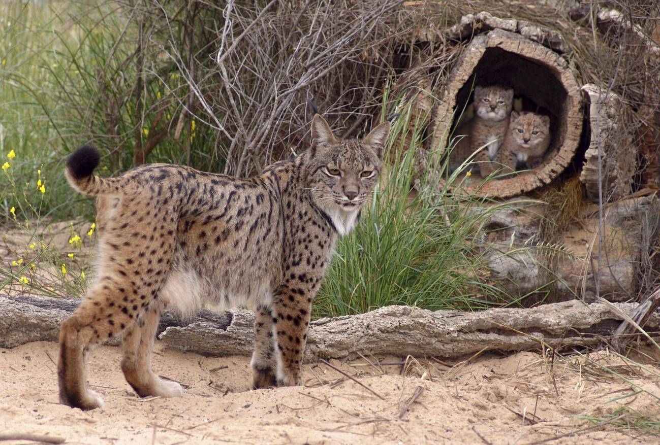 El lince podría volver a la mitad norte