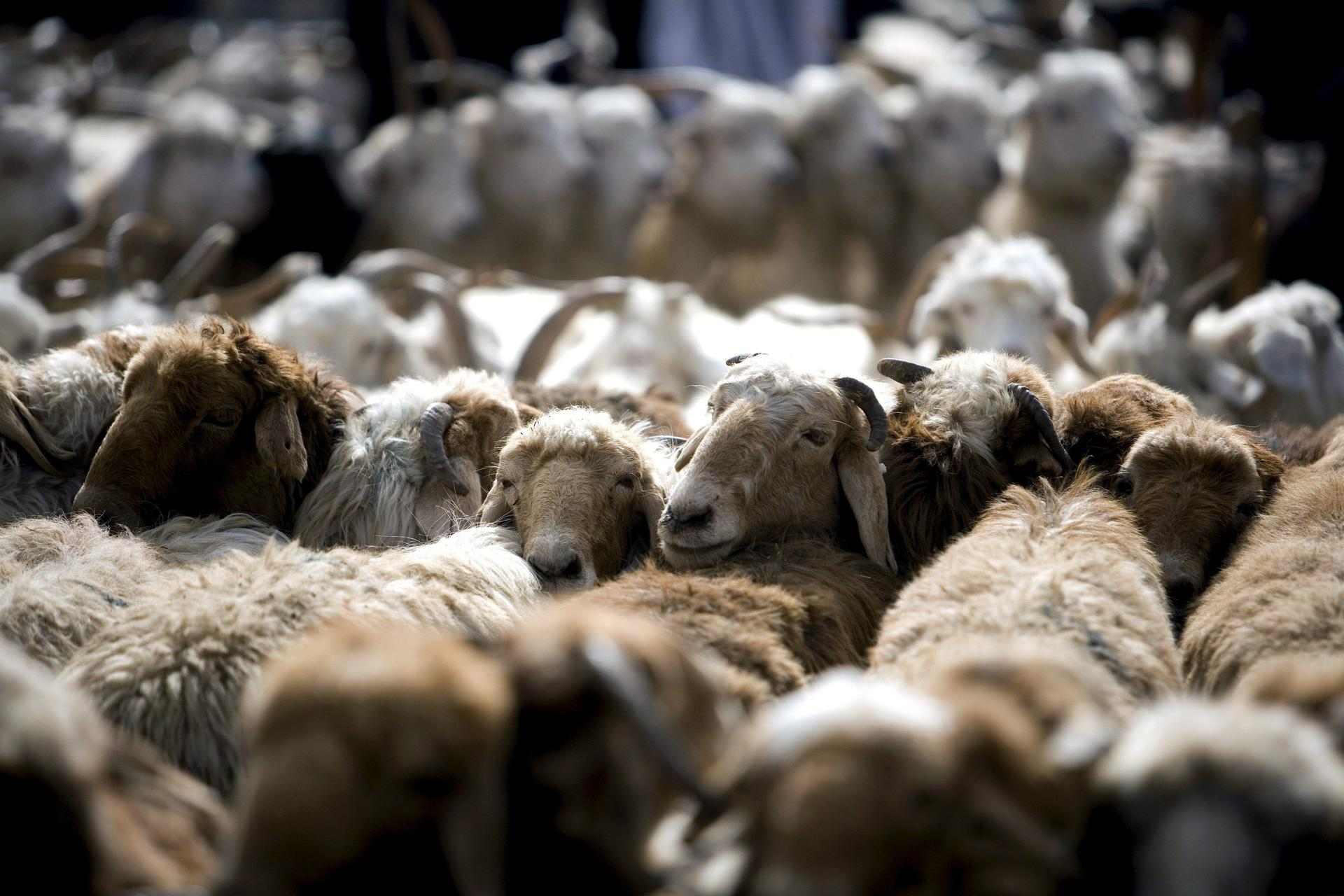 La lana, herramienta de desarrollo rural