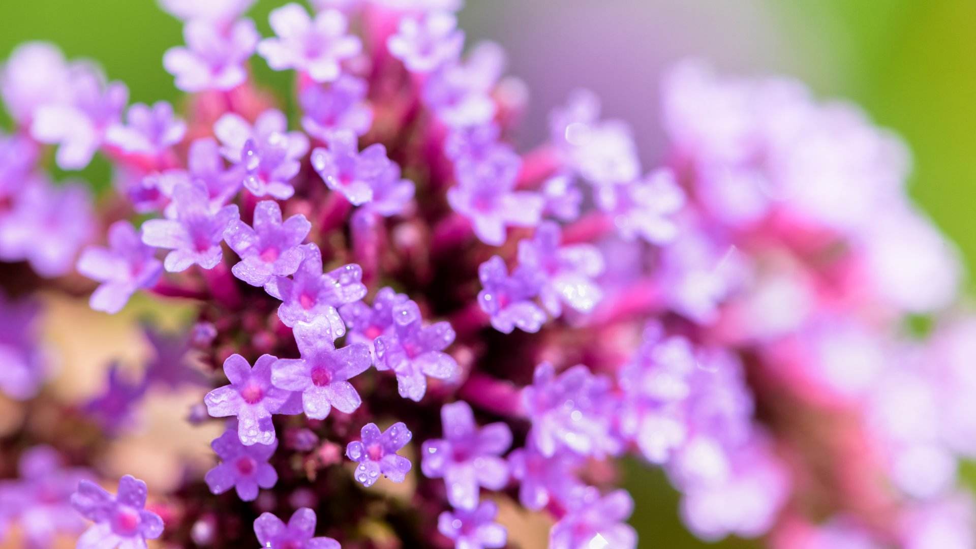 Aquestes plantes gairebé no necessiten aigua i poden resistir la sequera sense gaires cures