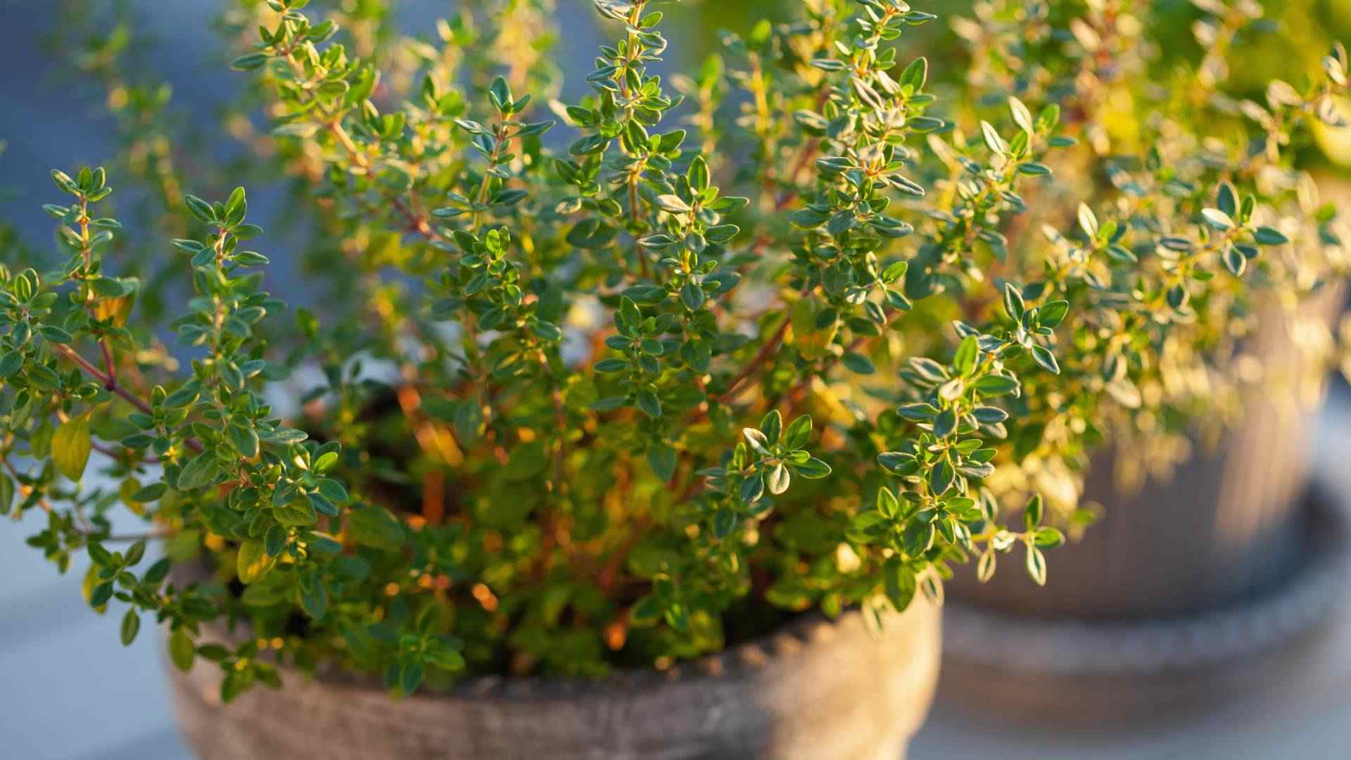 Los expertos piden que con la llegada de la primavera compres plantas para purificar el aire de tu casa