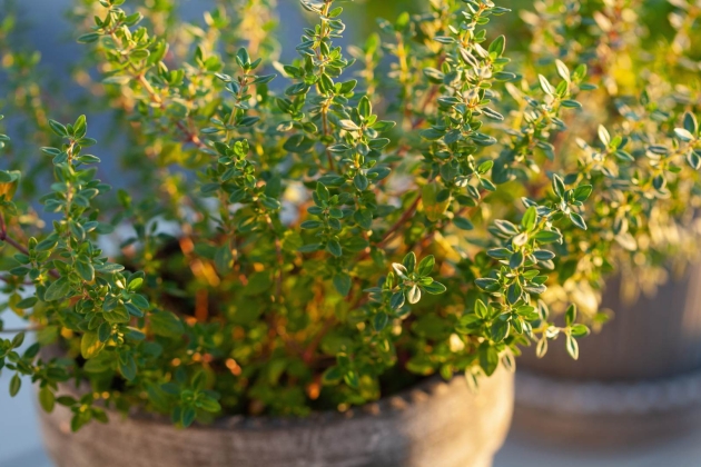 plantes resistents sequía farigola