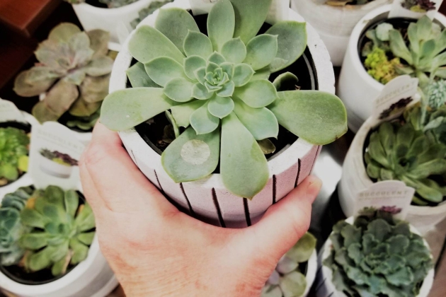 plantas resistentes sequia suculentas plantas resistentes sequia suculentas