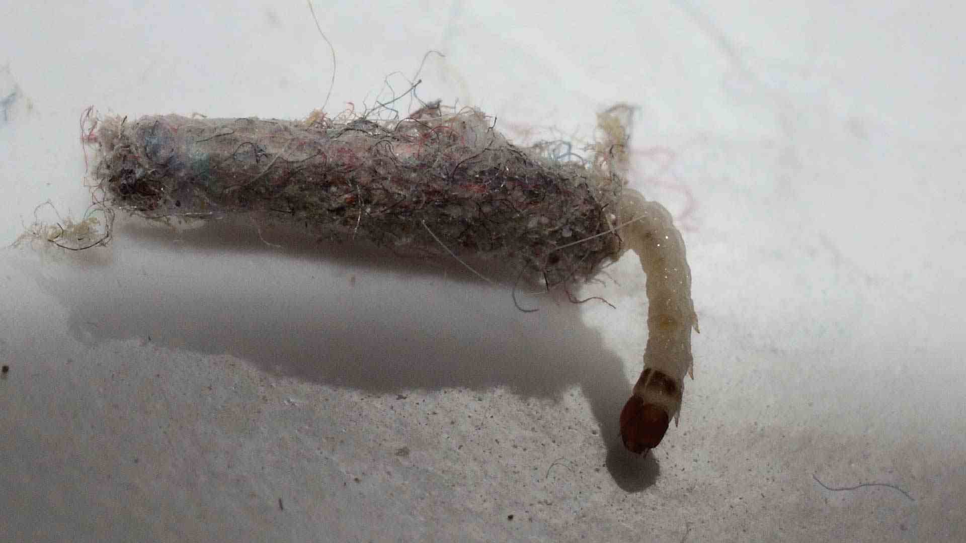 ¿Tú también tienes estos extraños “gusanos” en las paredes? Te explicamos qué son y cómo acabar con ellos