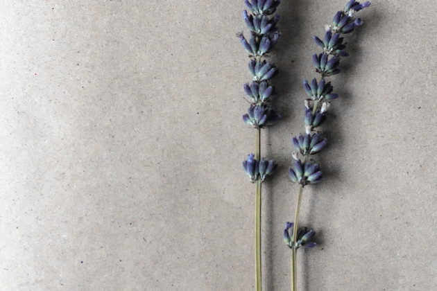 lavanda lavanda