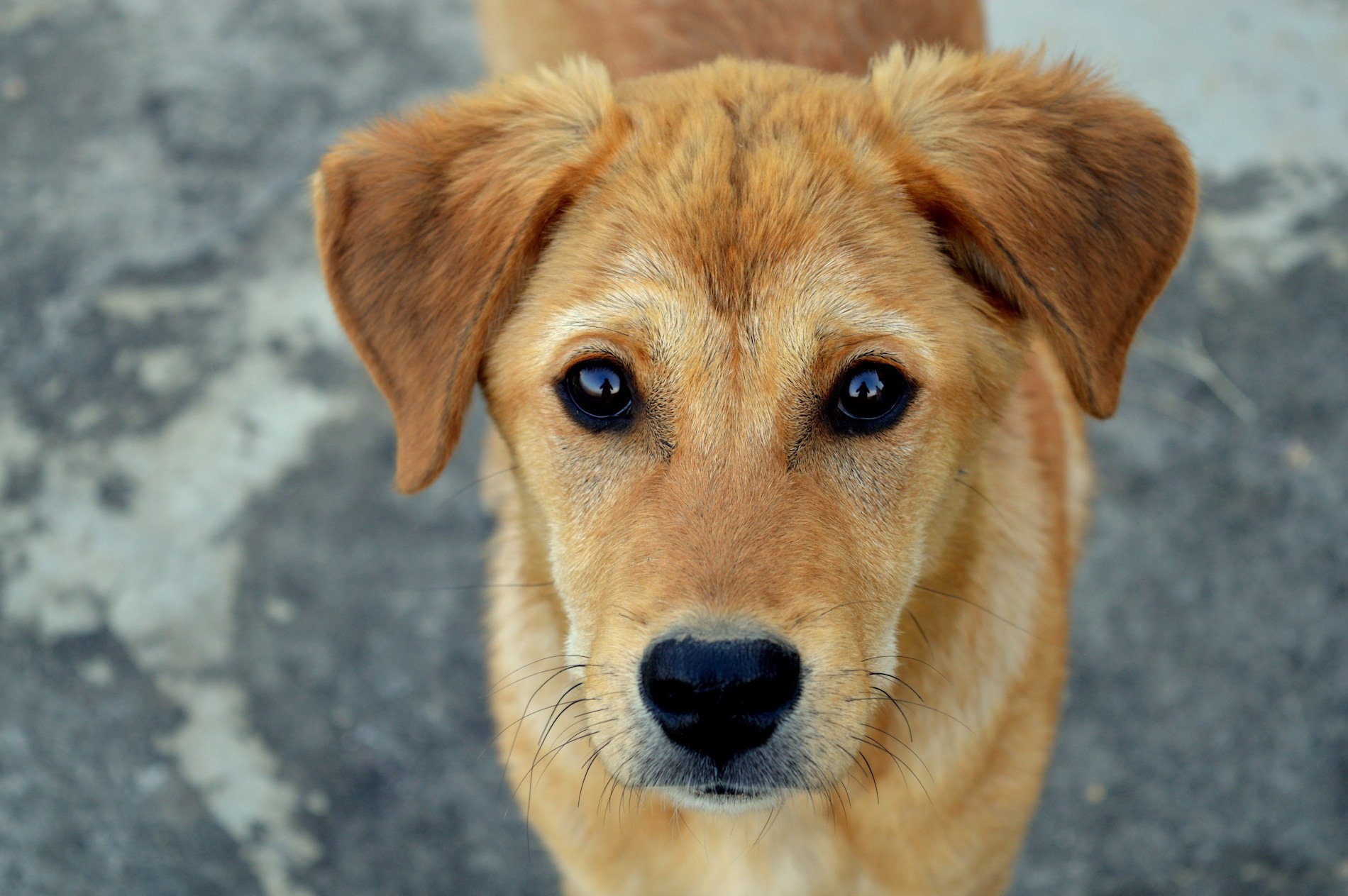 España no es el país más caro para alimentar a un perro, pero está lejos de ser el más barato