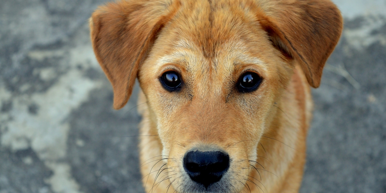 perro / Pexels-RK Jajoria perro / Pexels-RK Jajoria