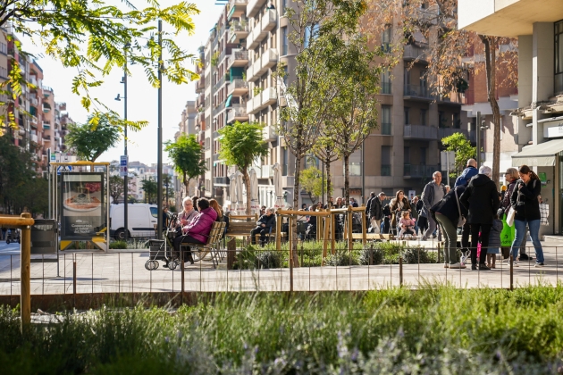 pino y cebadilla