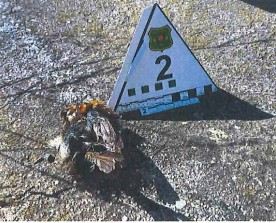 Un pit-roig mort per un xoc a una marquesina a Subirats. Foto: Agents Rurals Un pit-roig mort per un xoc a una marquesina a Subirats. Foto: Agents Rurals