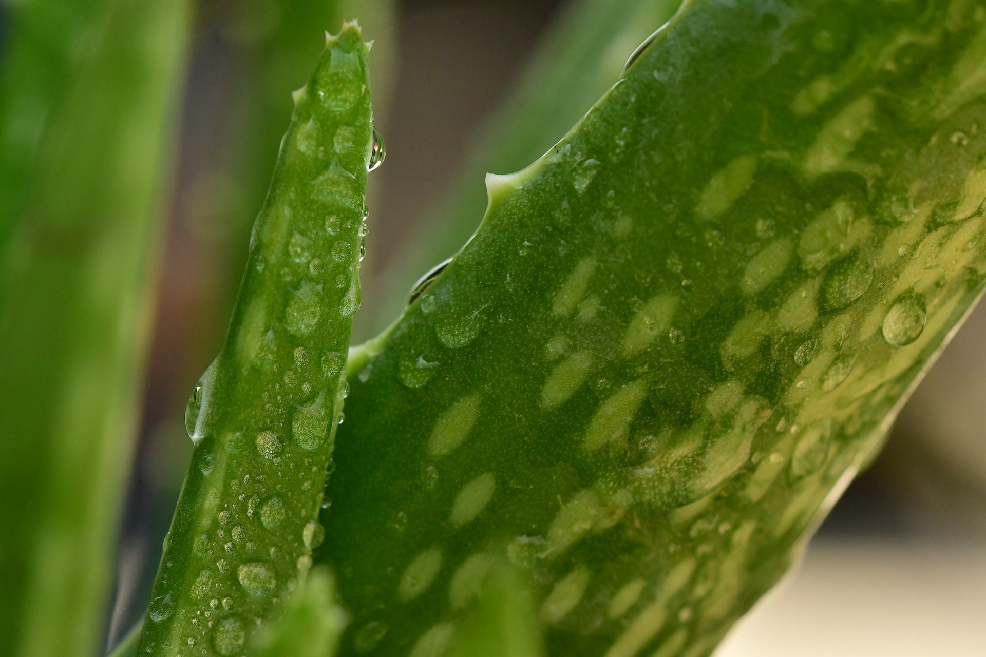 Propiedades del aloe vera