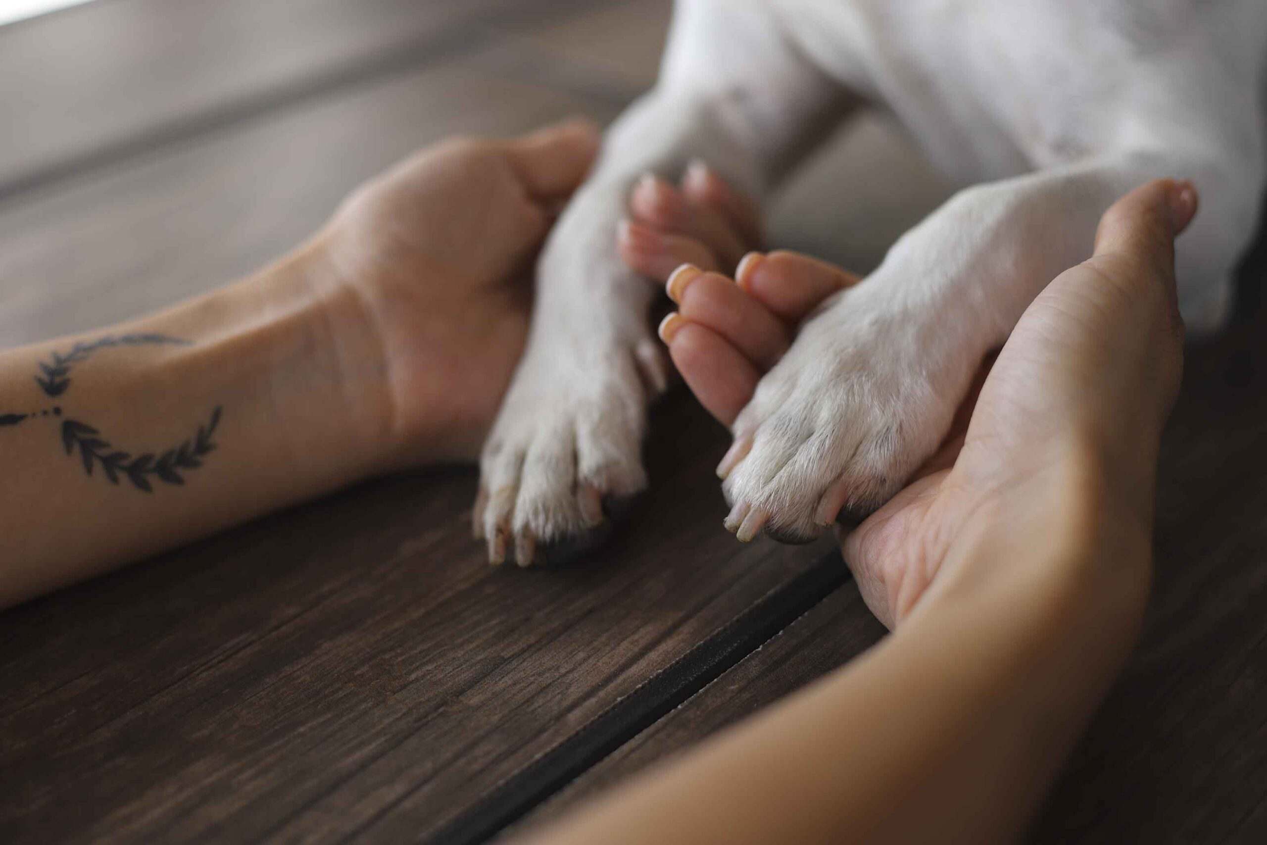 Málaga acogerá el primer cementerio público para mascotas de España