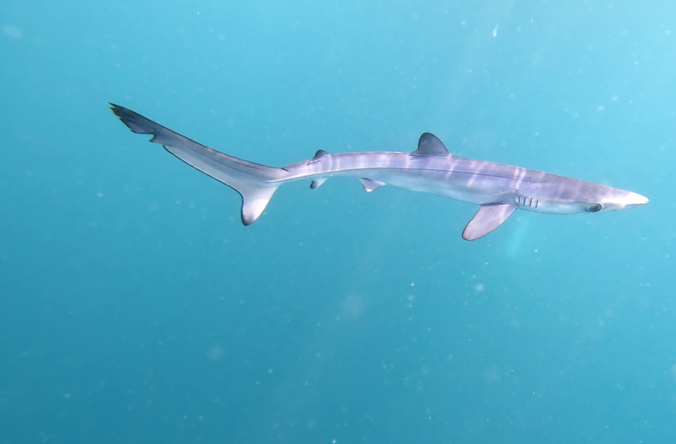 vlcsnap 2023 11 28 17h21m11s629 vlcsnap 2023 11 28 17h21m11s629