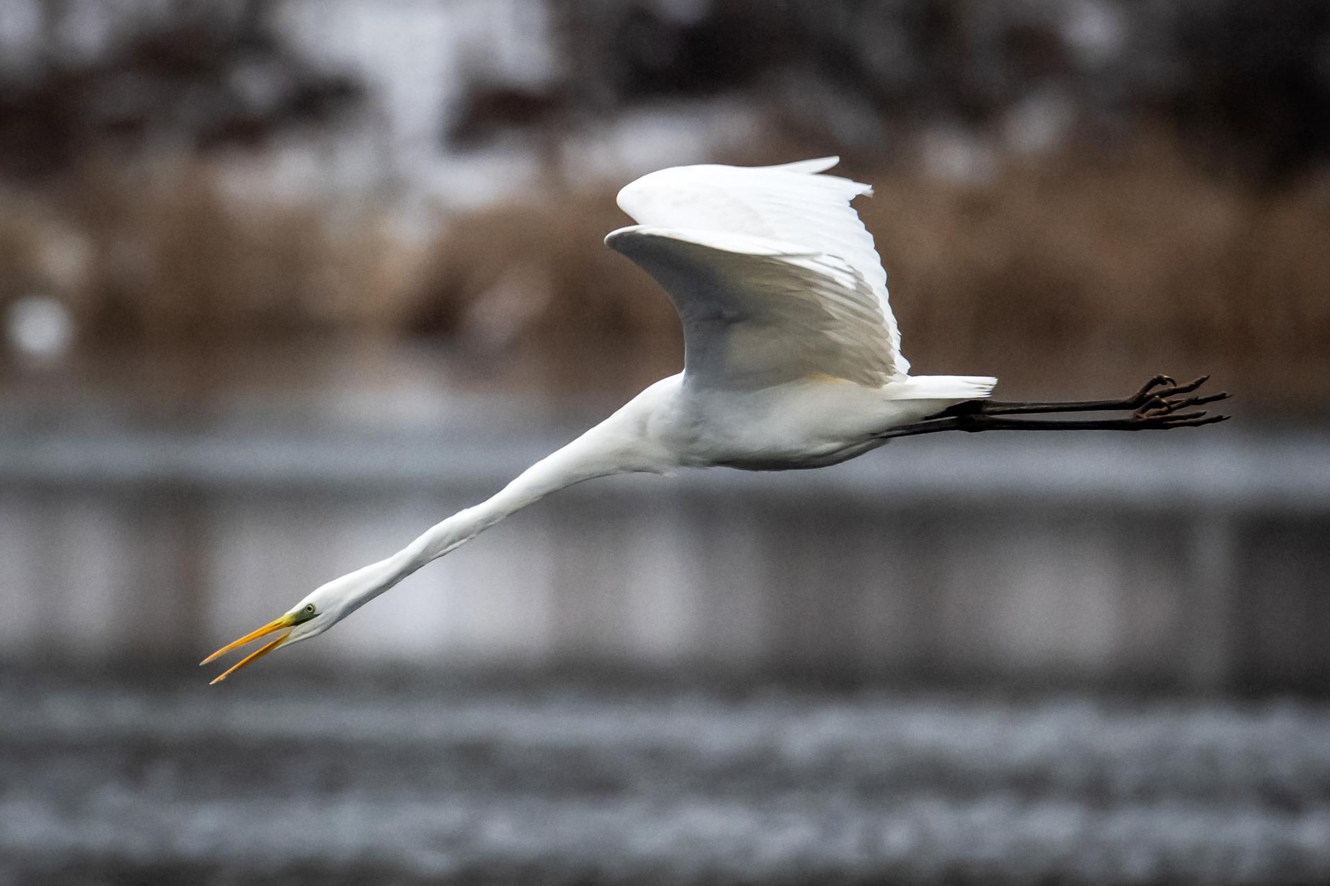 Bydgoszcz (Polònia)