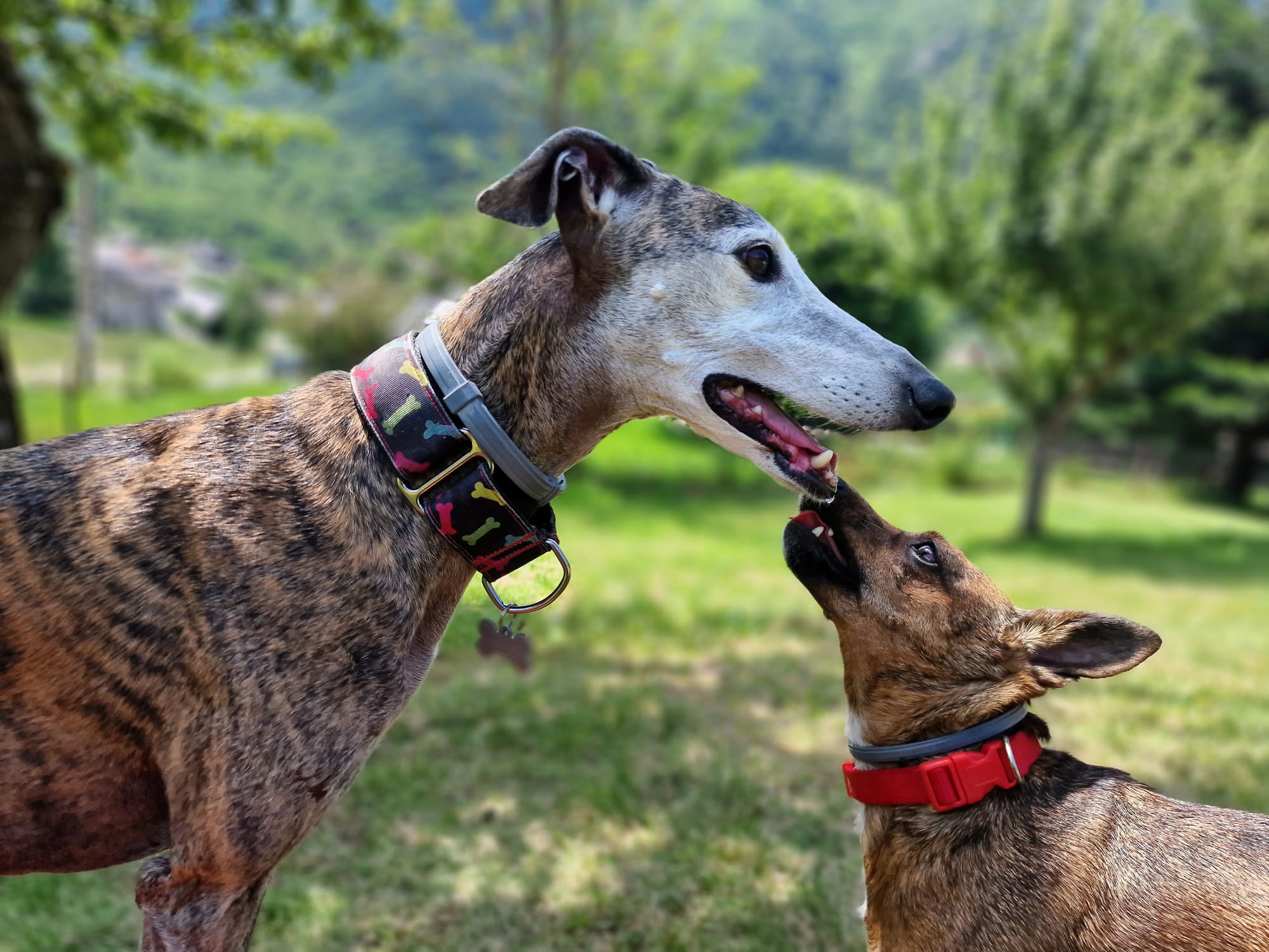 El dilema de la adopción de perros y gatos por Navidad y Reyes