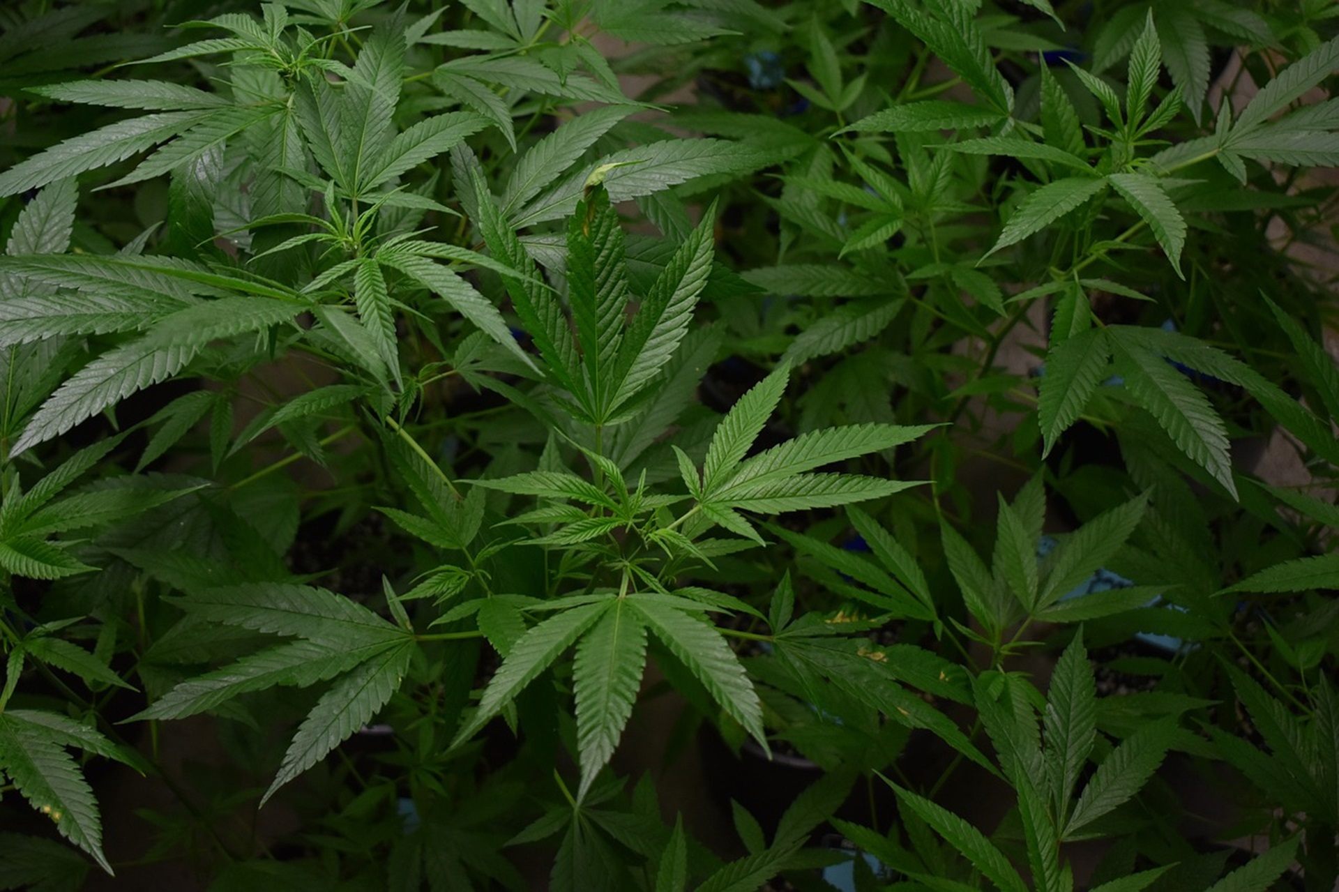 El Ministerio de Sanidad retomará la regulación del cannabis medicinal