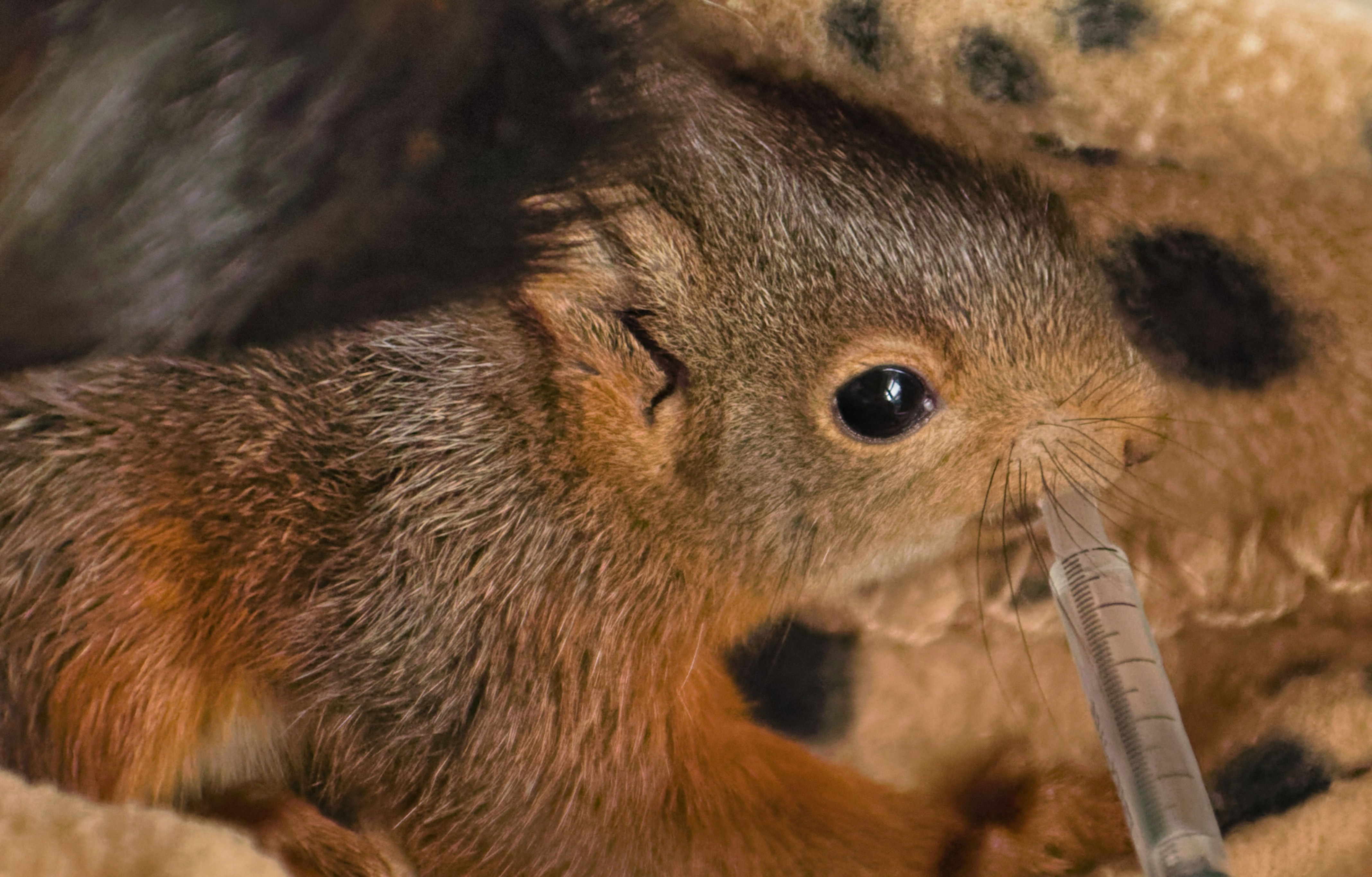 El Zoo del Pirineu devuelve 228 animales a la naturaleza de los que acogió a lo largo del 2023