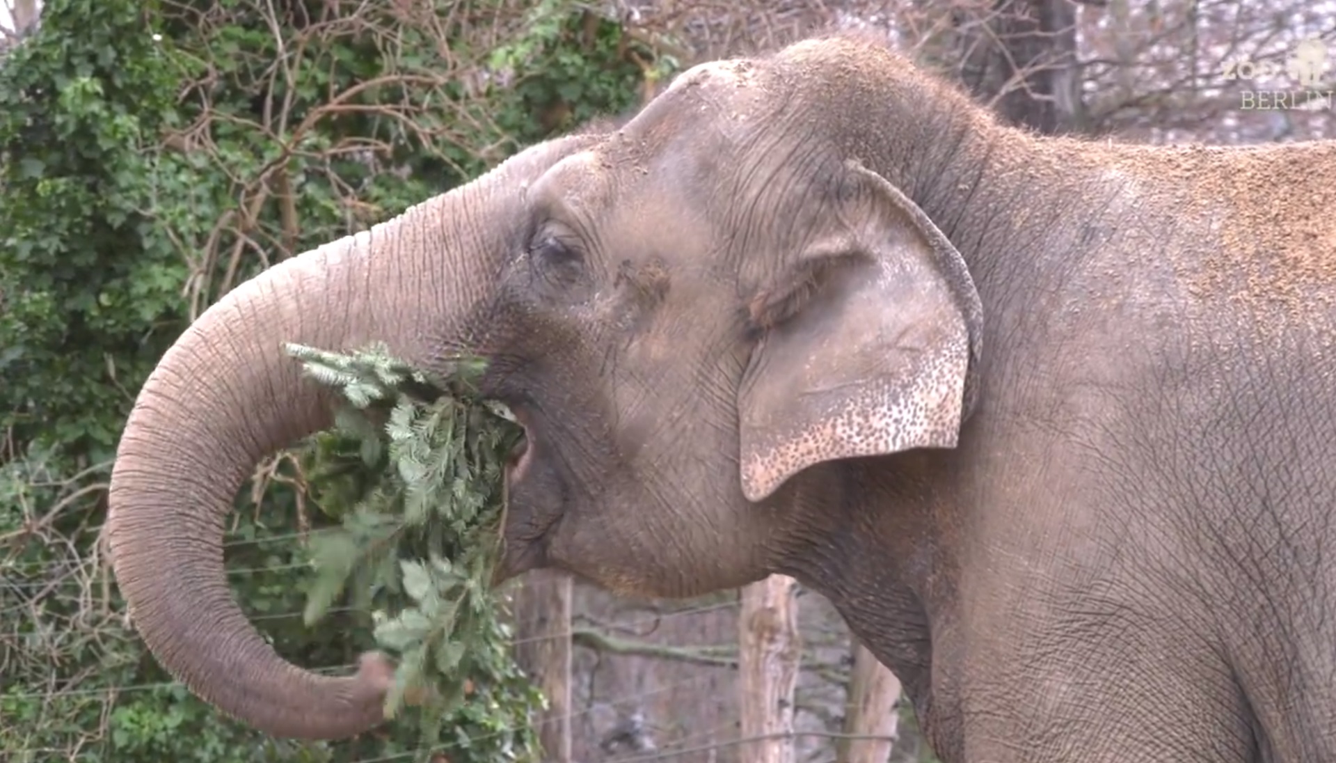 Banquete para los animales del zoo de Berlín: se comen los árboles de Navidad