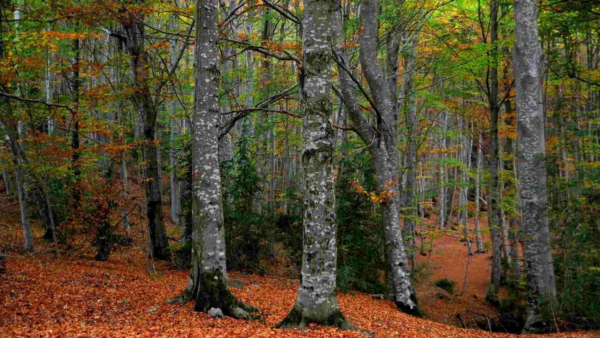 Bosque del Betato: ruta, cómo llegar y la leyenda de este bosque encantando