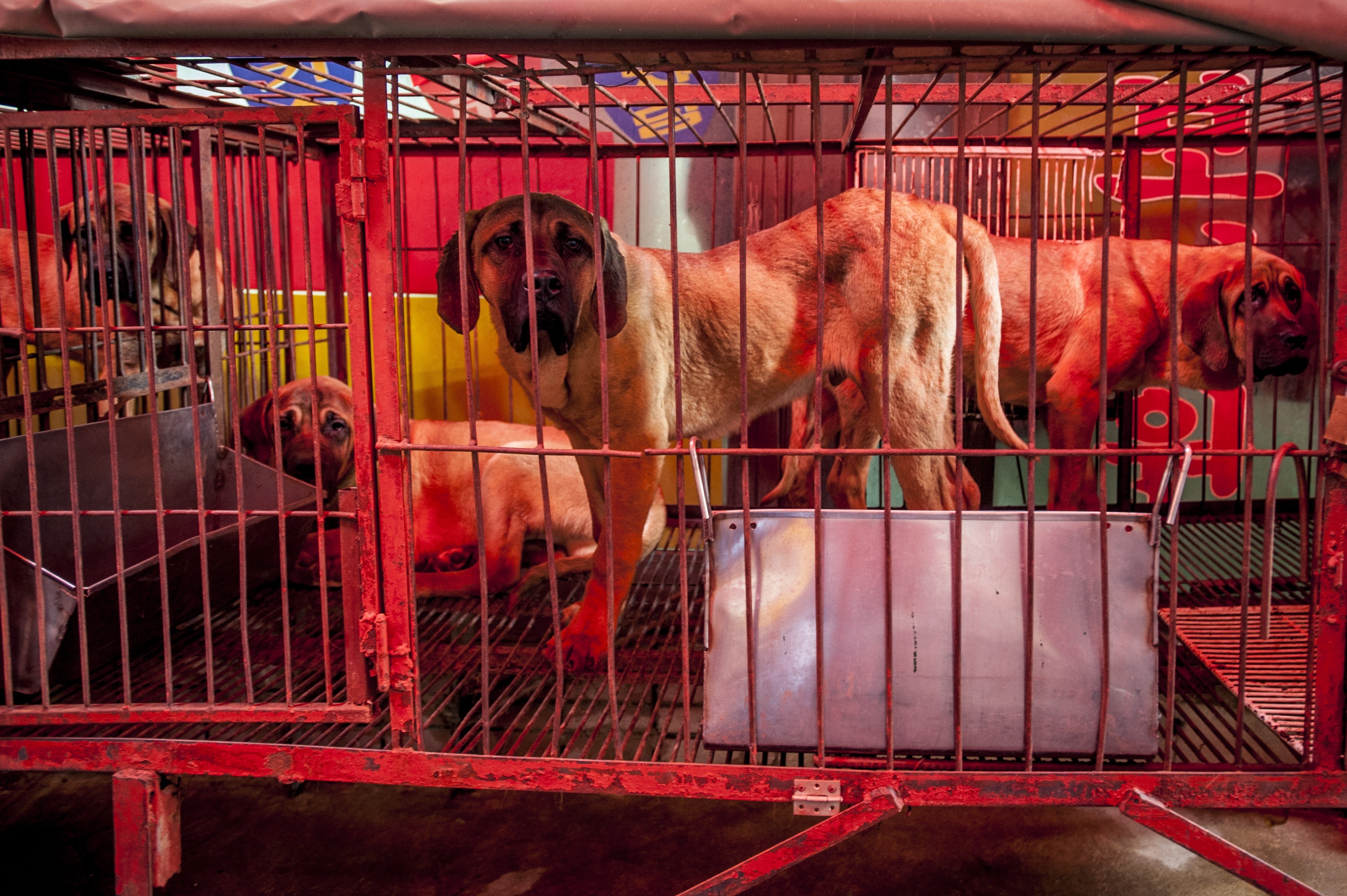 Cambio legislativo polémico en Corea del Sur: se prohíbe la venta de carne de perro