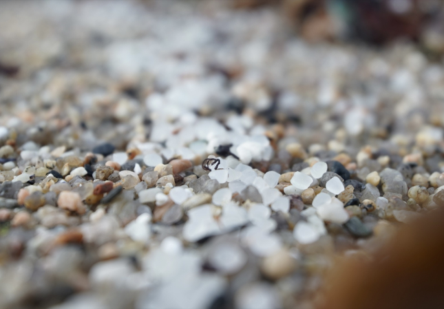 EuropaPress 5675960 pellets plastico playa sabon enero 2024 coruna galicia espana voluntarios