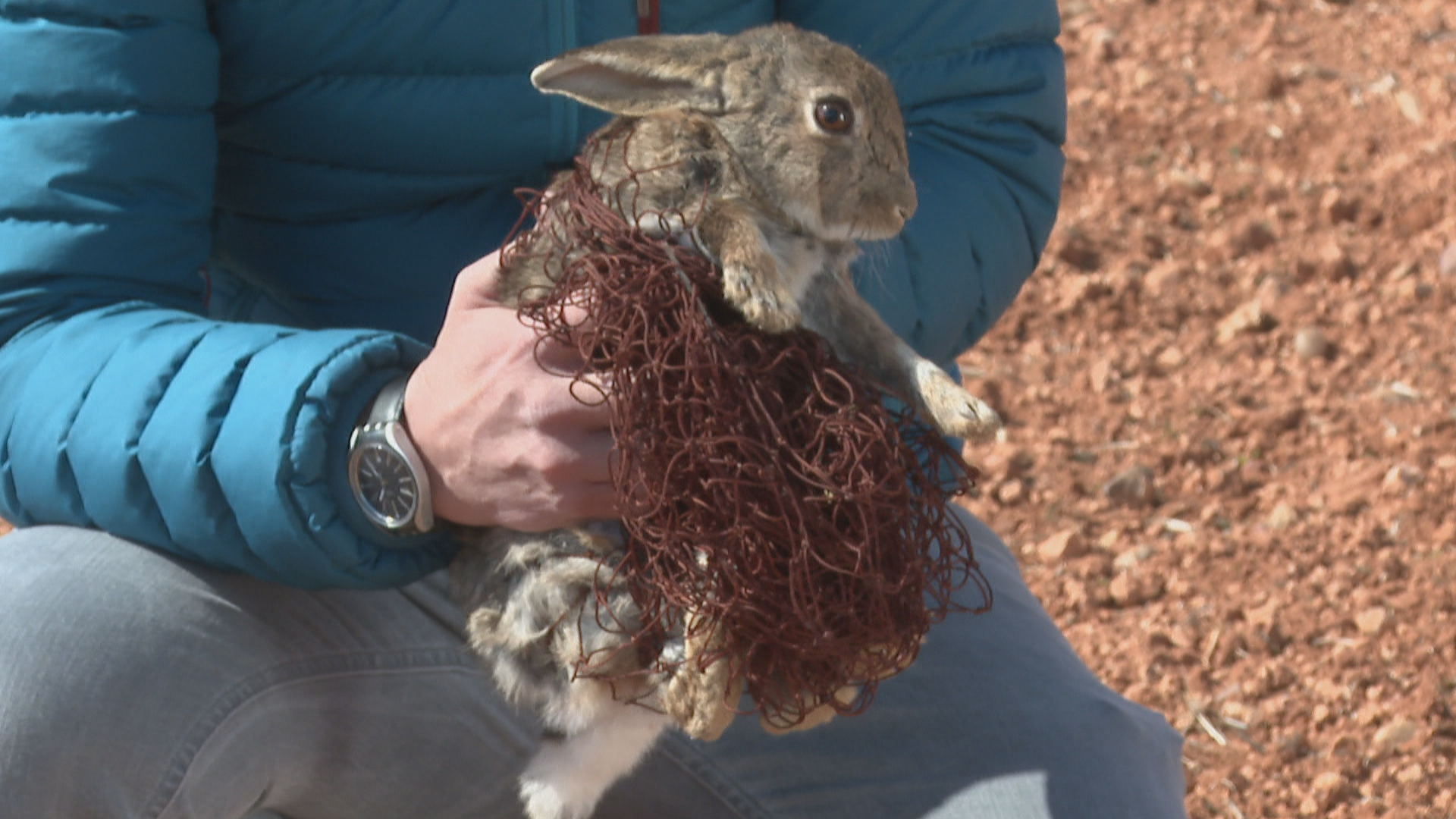 Els conills encara són un problema per a la pagesia