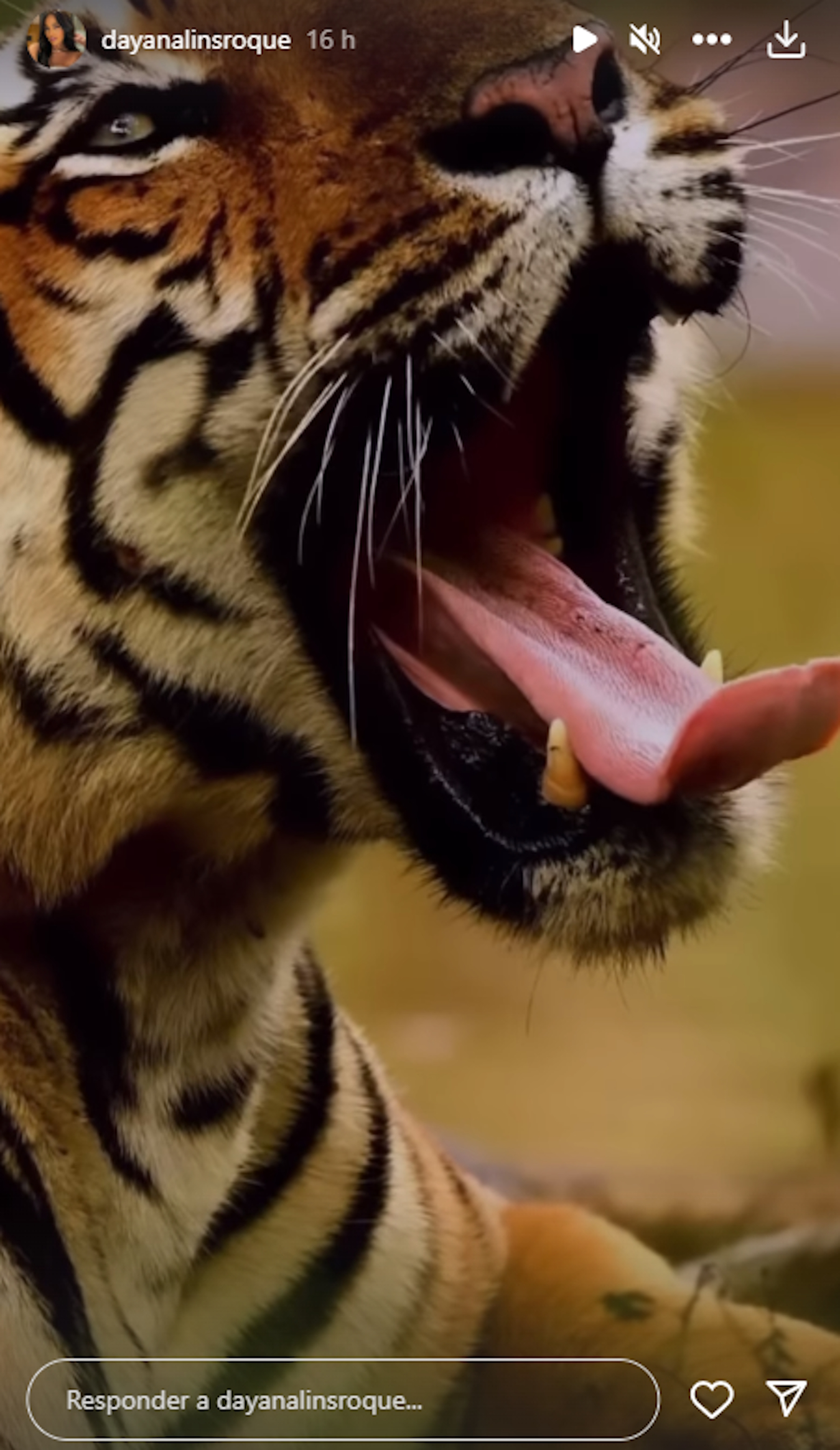 Tigre Danalys Roque Instagram Tigre Danalys Roque Instagram