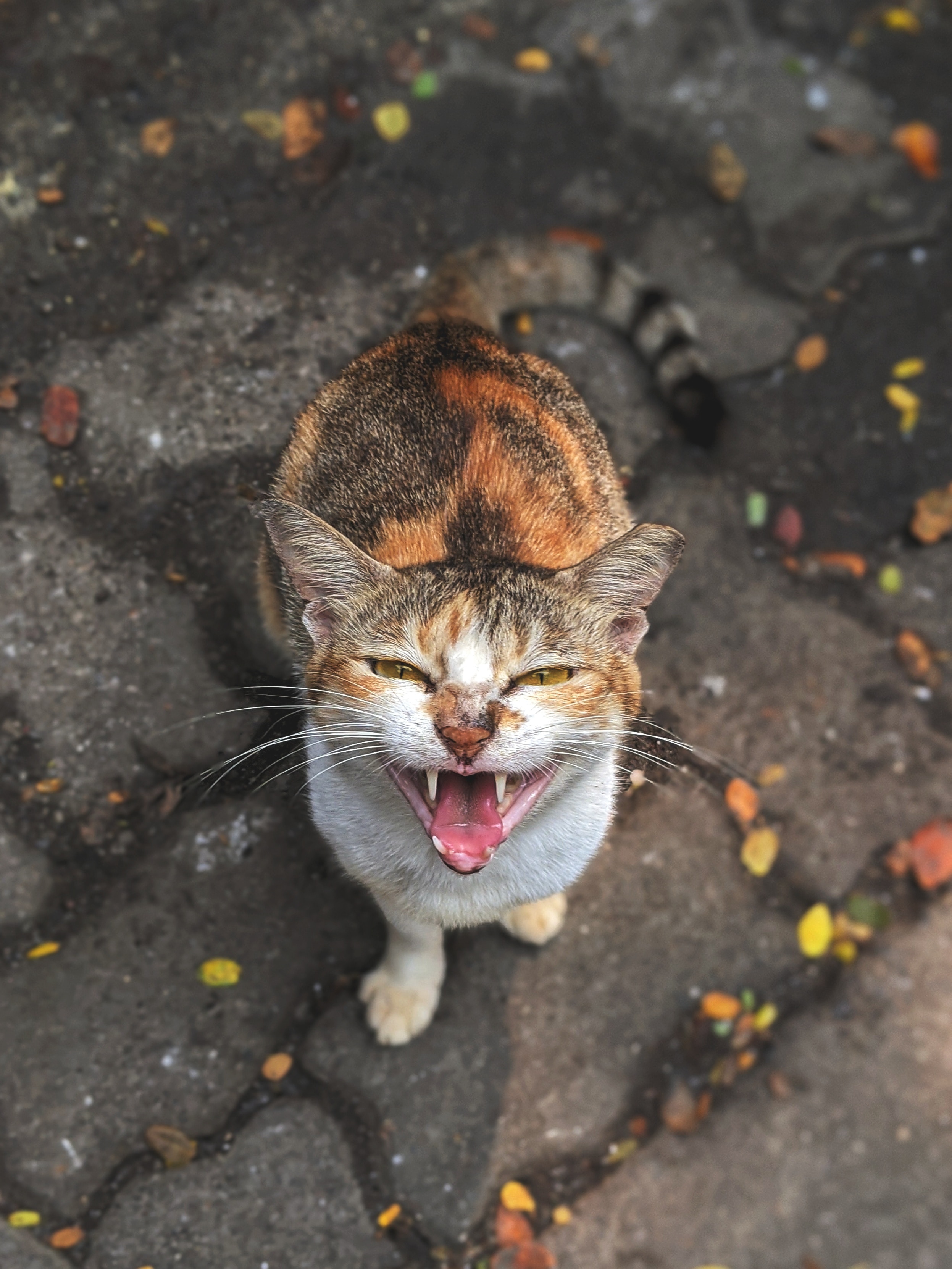 De dónde viene la expresión "dar gato por liebre" y de qué manera nos pueden seguir engañando en restaurantes