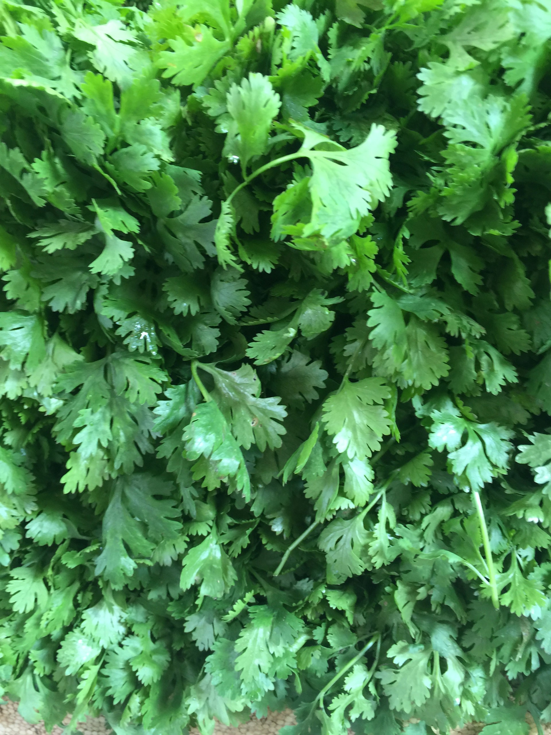 Los secretos del cilantro, una hierba que no deja indiferente