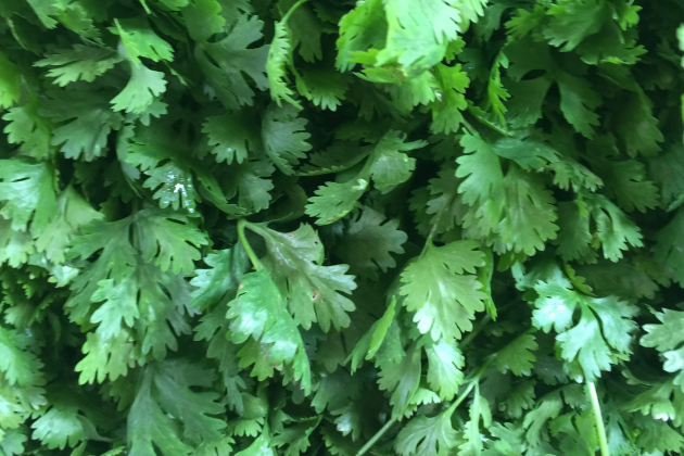 Cilantro Cilantro