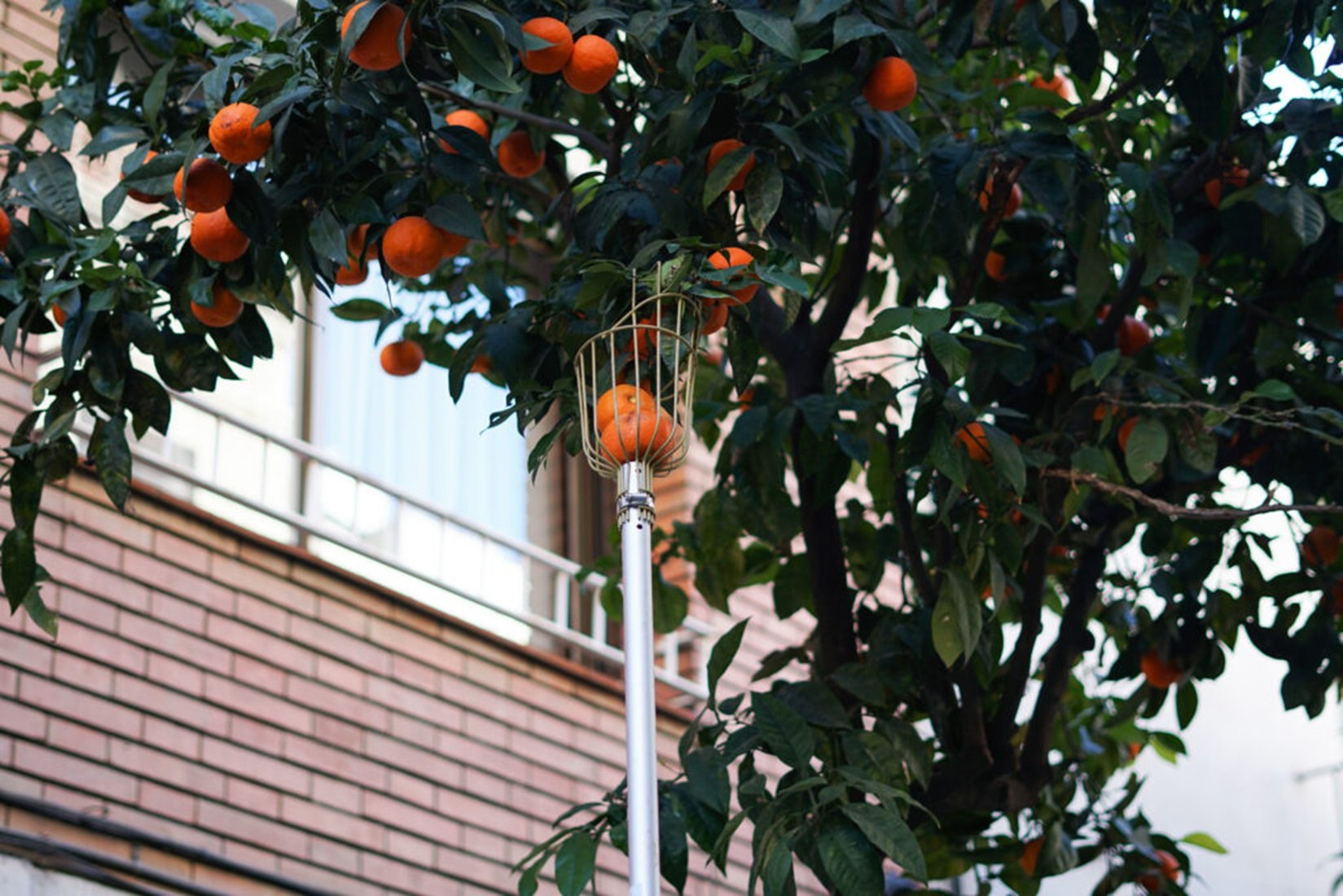 Sis districtes de Barcelona espigolaran taronges amargues per fer-ne melmelada