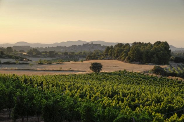 El paisatge d'el Vilosell és una estampa idíl·lica amb vinyes de les Garrigues