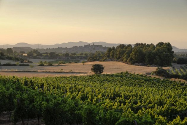 El paisatge d'el Vilosell és una estampa idíl·lica amb vinyes de les Garrigues El paisatge d'el Vilosell és una estampa idíl·lica amb vinyes de les Garrigues