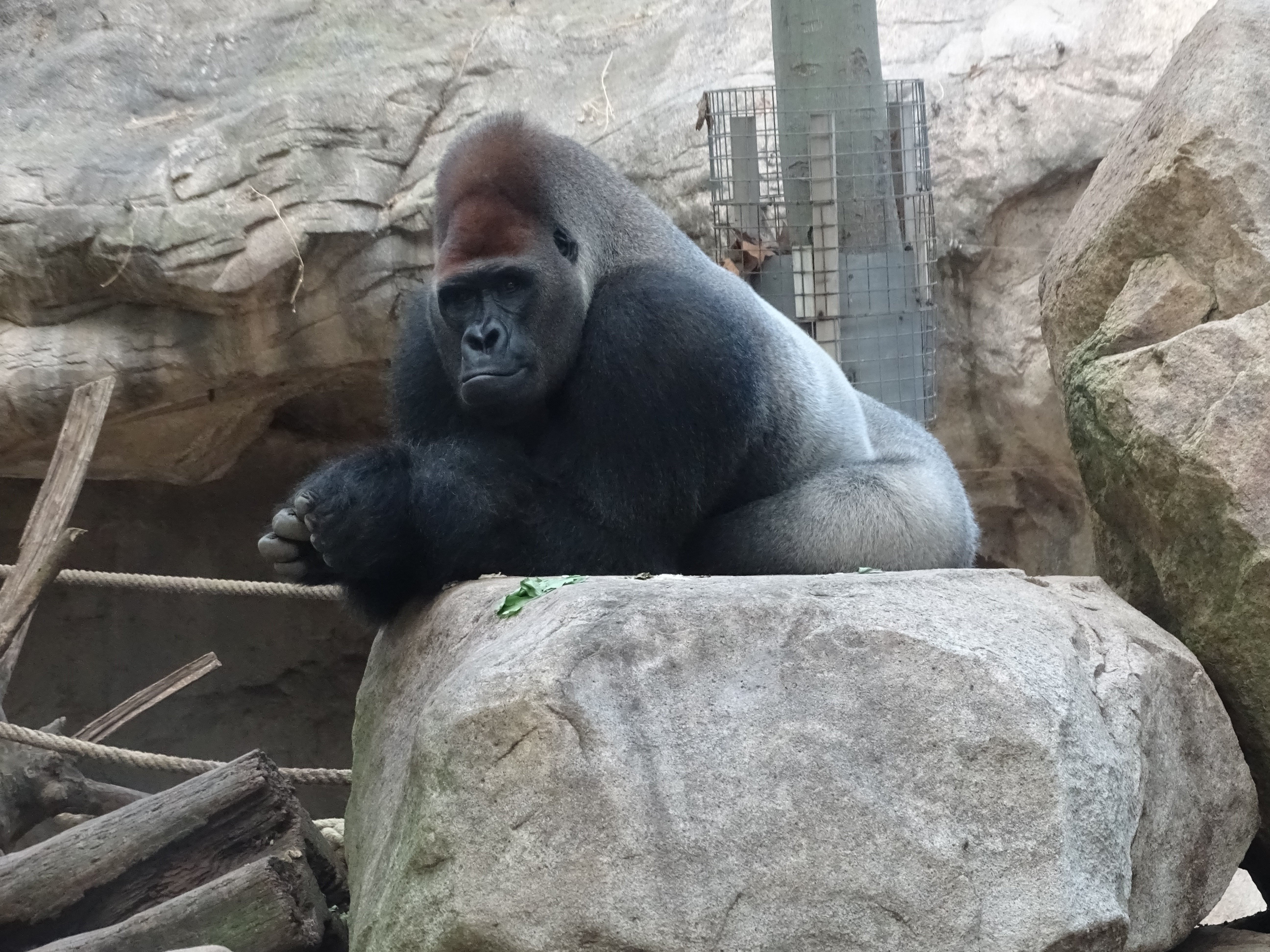 Muere Xebo, uno de los gorilas más longevos del Zoo de Barcelona