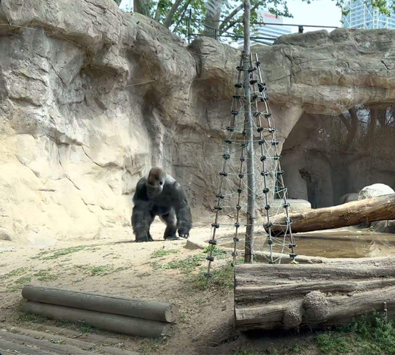 Denuncian que el gorila Xebo del Zoo de Barcelona vivía con "miedo a las descargas eléctricas"