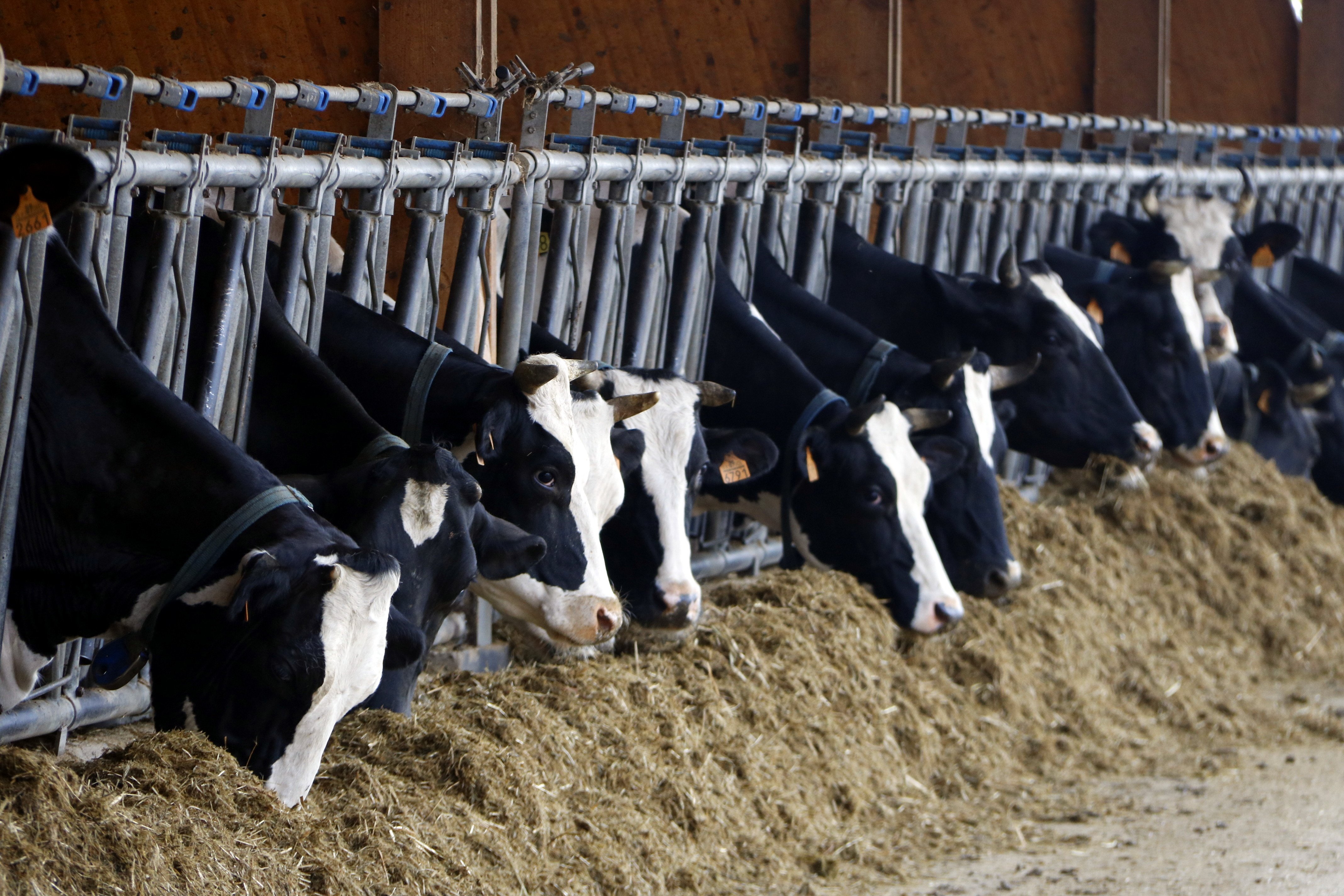 Catalunya perd gairebé 400 explotacions de vaques lleteres
