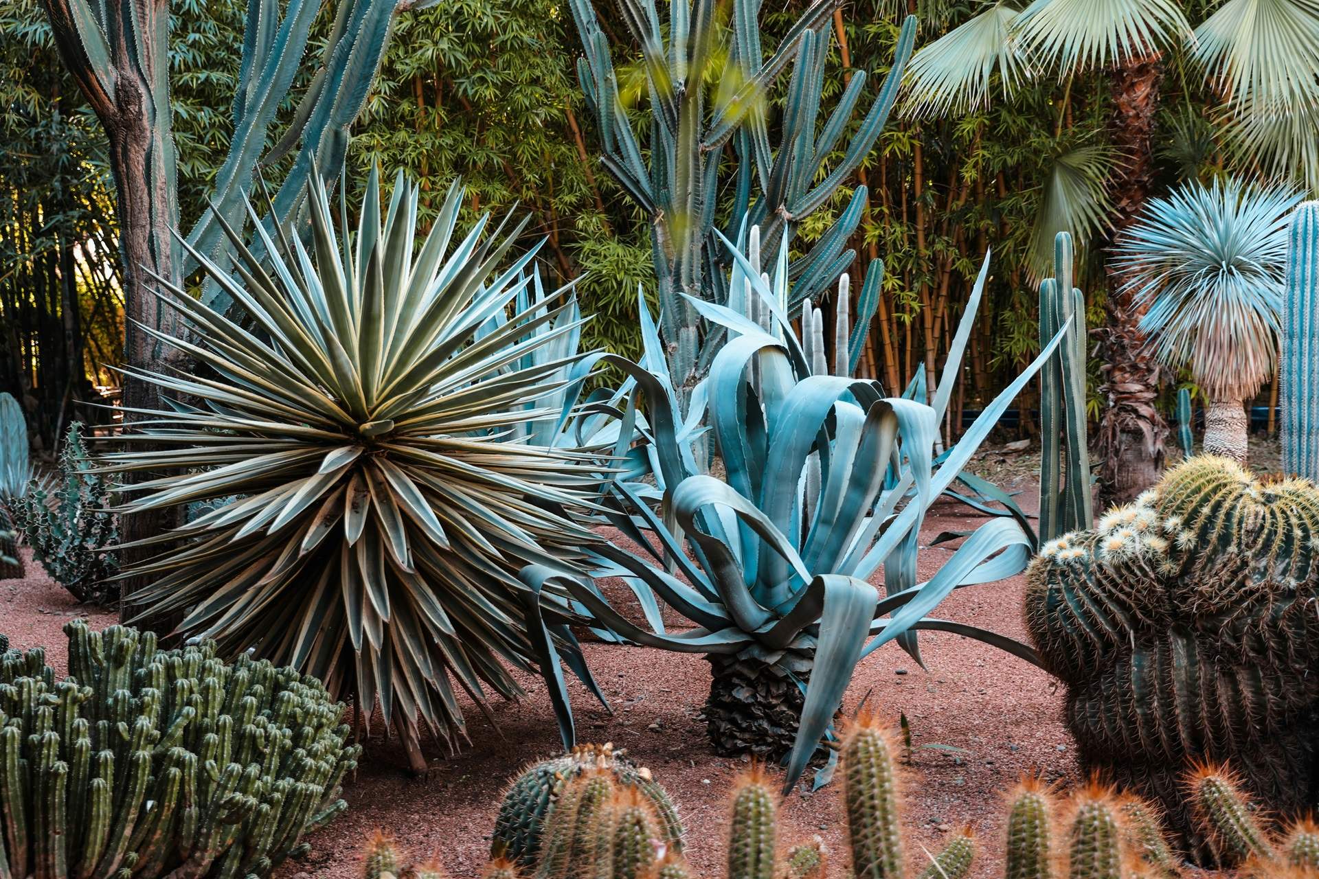 ¿Qué es un jardín seco y cómo te puede ayudar a ahorrar agua para la sequía?