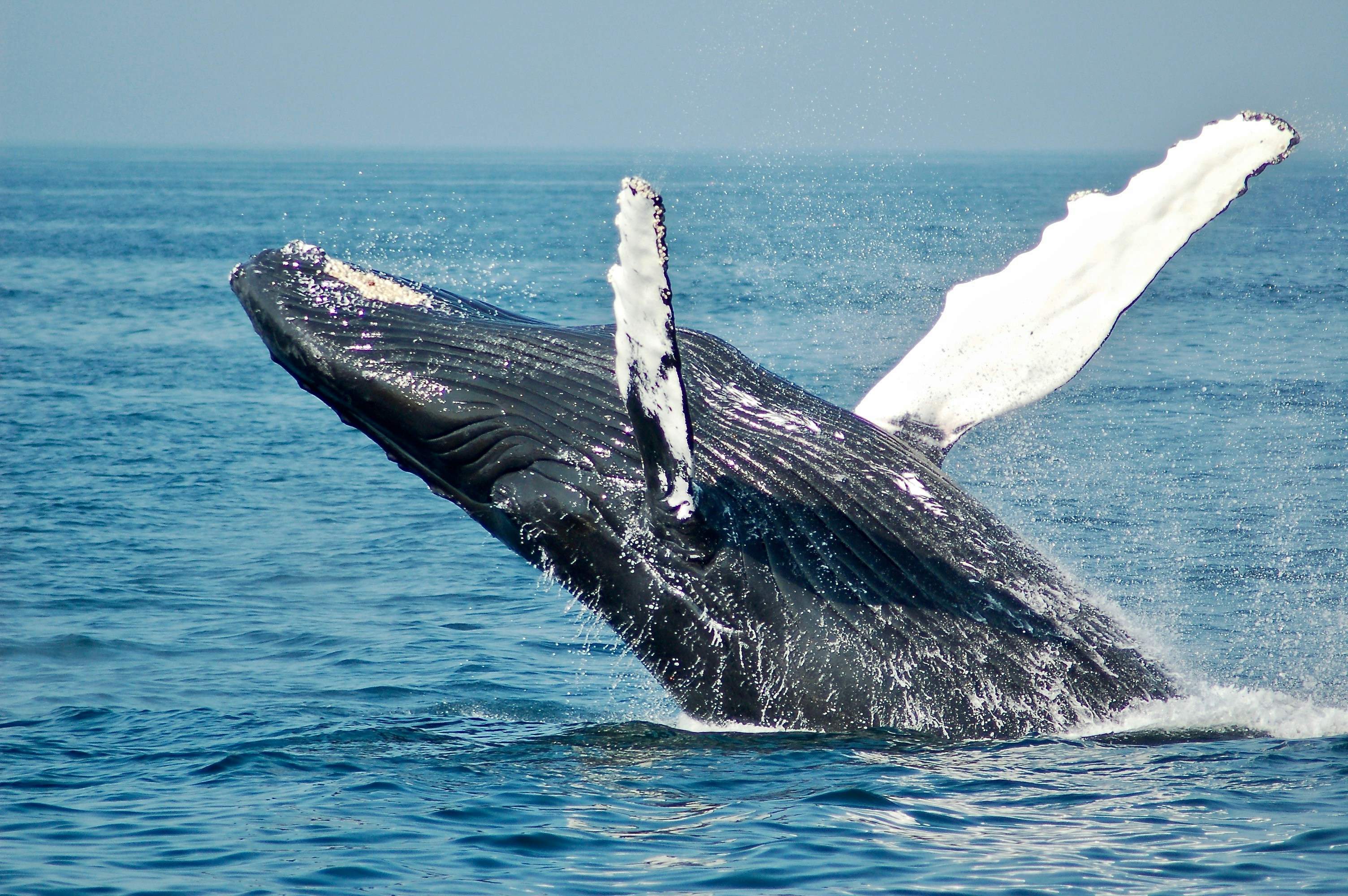 Japón añade con polémica una especie de ballena más a la lista para la caza comercial