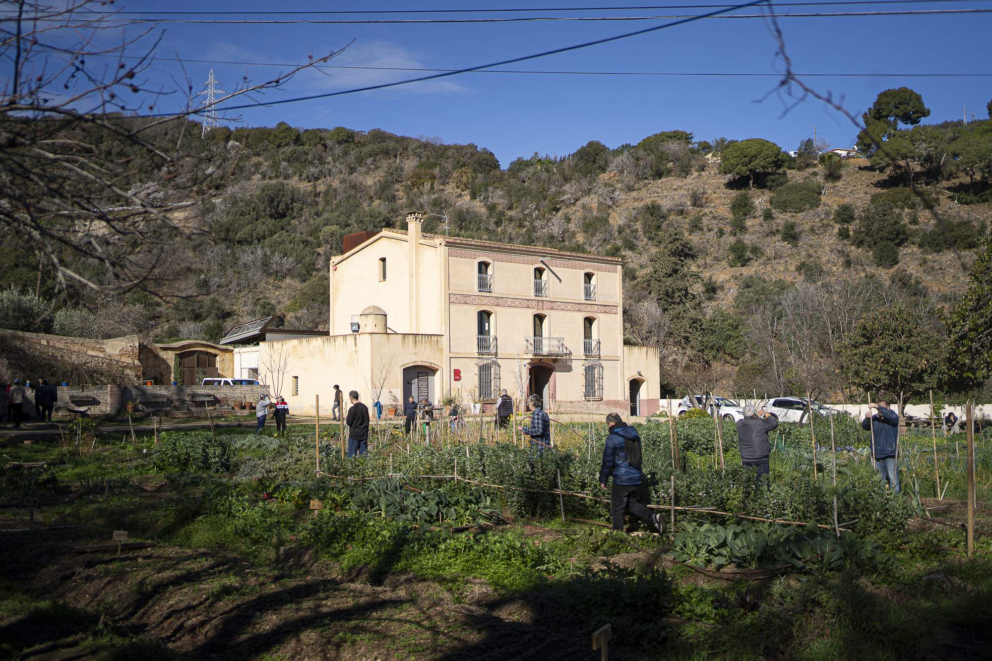 Aquest és el primer oli d'oliva verge extra fet a Barcelona