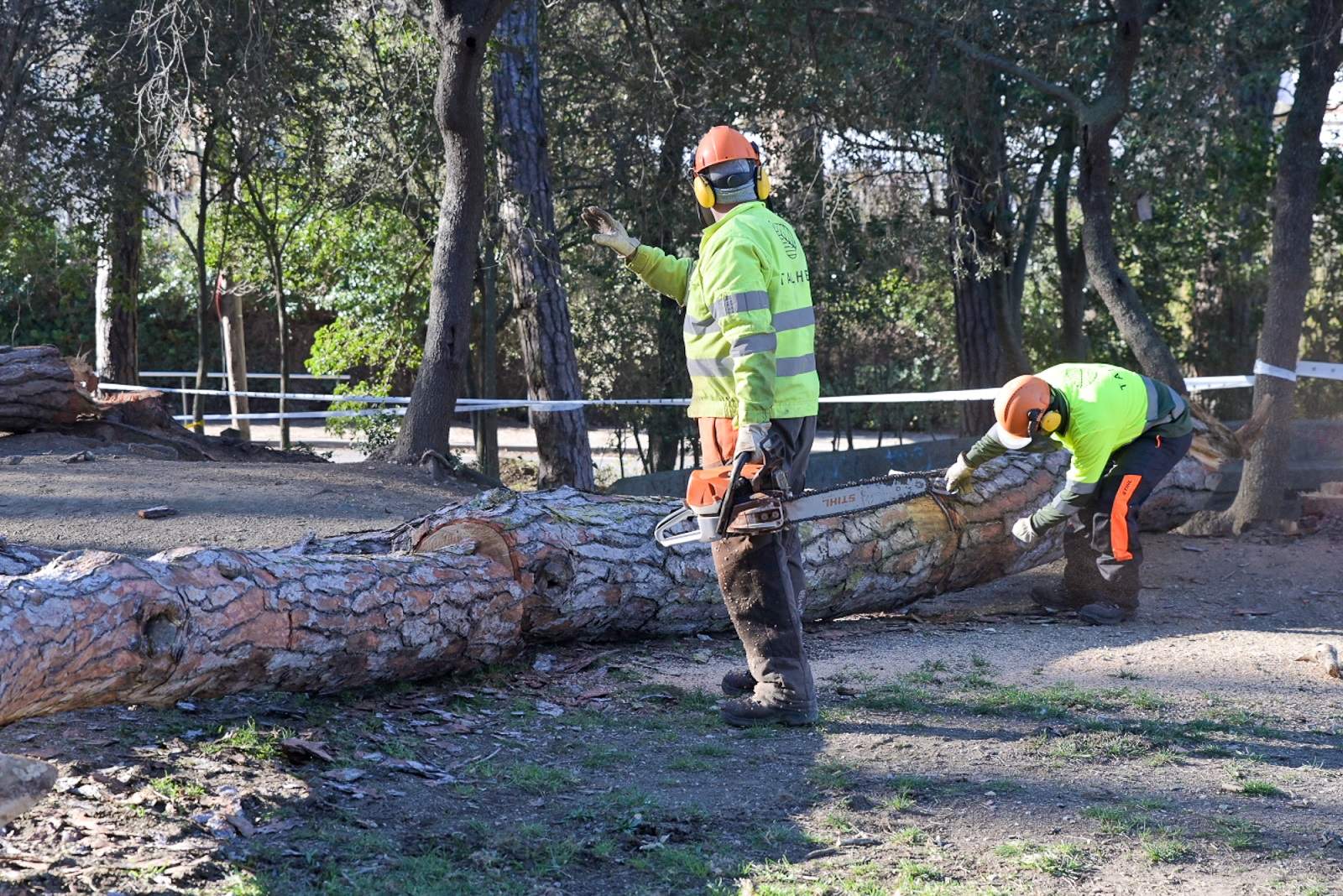La sequía ya afecta a los árboles de Collserola: talan 200 en Vallvidrera